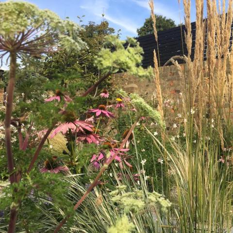Echinacea purpurea, Calamagrosis 'Overdam' Guara Whirling Butterflies'
