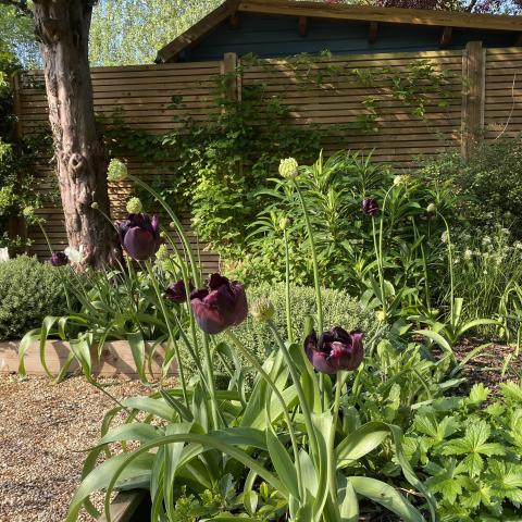 Border in Spring with Tulips and Allium