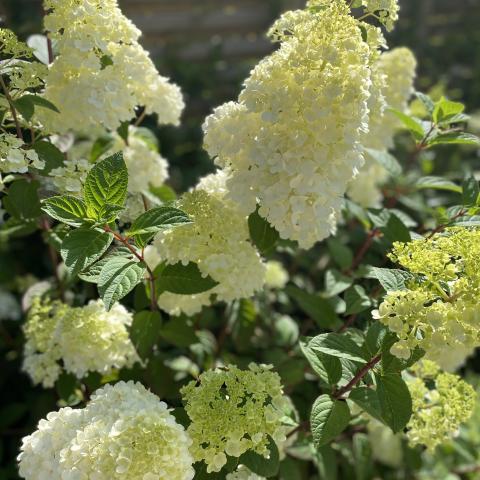 Hydrangea paniculata Little Lime ('Jane')