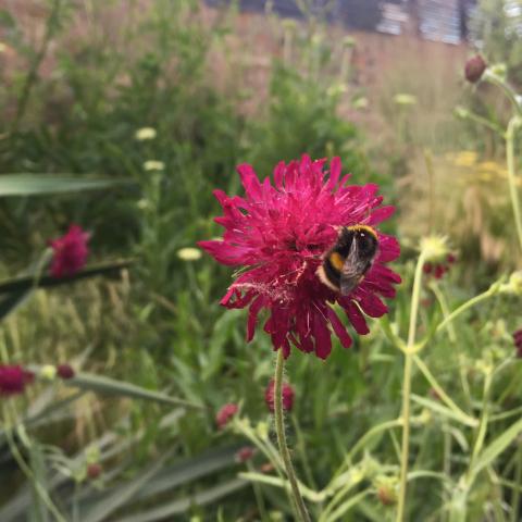 Knaghtier and bee