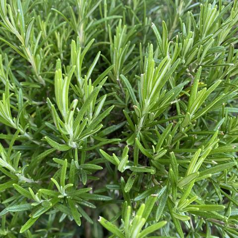 Rosmarinus officinalis