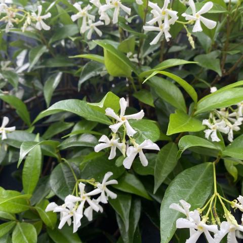 Trachelospermum jasminoides