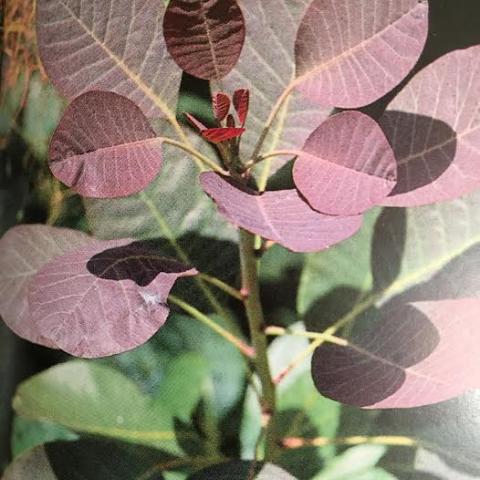 Cotinus 'Grace'