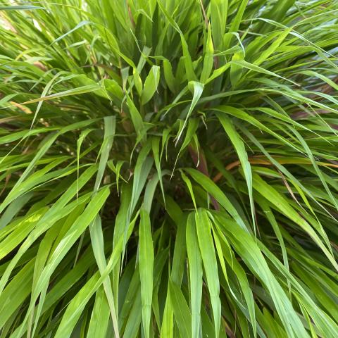 Hakonechloa macra