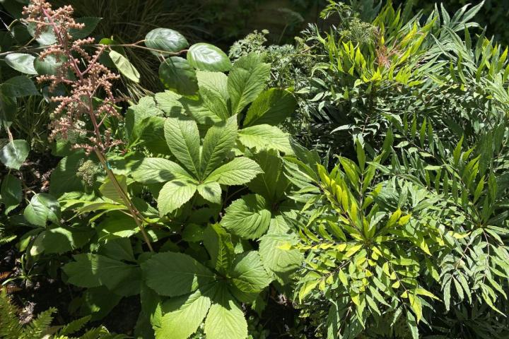 Garden Maintenance